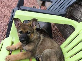 German Shepherd pup Ready to leave now