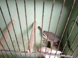 2 ZEBRA FINCHES FOR SALE
