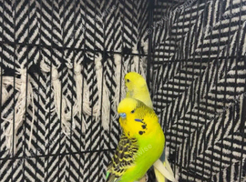 2 lovely budgies