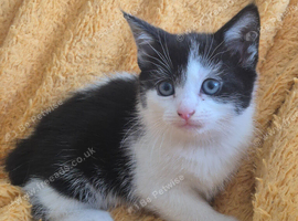 Black and white kittens