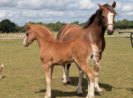 Welsh Section B filly Foal