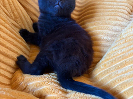3 beautiful half Scottish fold kittens