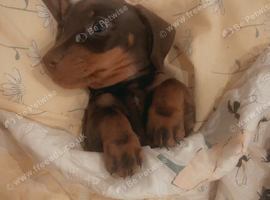 Beautiful short haired  miniature dachshunds