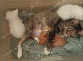 3 beautiful we kittens to white male ones wee ginger female one for sale ready go goods homes