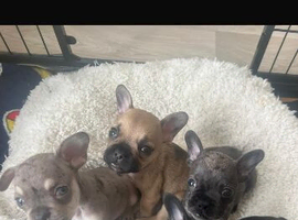 4 kc registered French bulldog puppy&rsquo;s