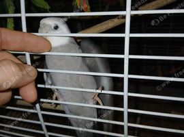 2 semi tame cockatiels with a cage