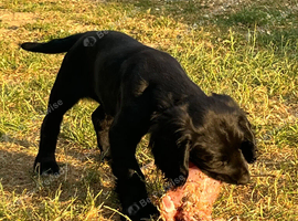 Working cocker spaniel 10 weeks old