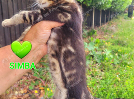 Bengal kitten