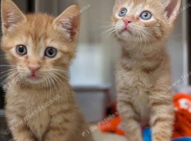 Orange Shorthair kitten Reduced price