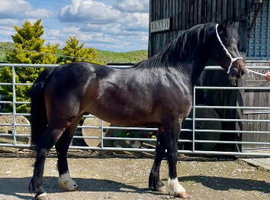 lovely 3yr old C filly