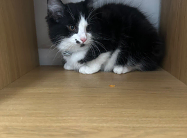 3 month old kitten.