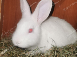 New Zealand white rabbits for sale