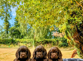 3 Handsome Chocolate sprocker pups looking for a new home