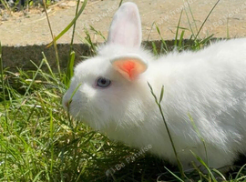 Pure White Female Lion lop Rabbit
