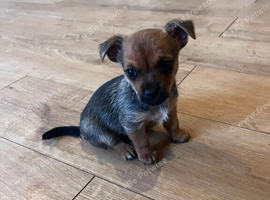 One small, beautiful chihuahua puppie