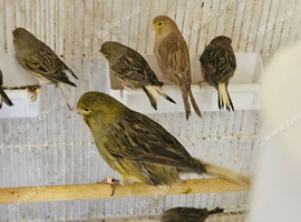 Gloster green canaries for sale