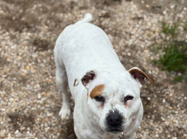 Loving 6-Year-Old Staffordshire Bull Terrier Looking for a Forever Home