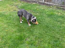Old tyme bulldog