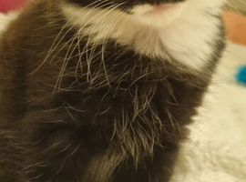 kitten threw no fault of her own I've found out I'm allergic to cats.