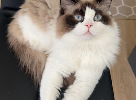 Excellent Male Ragdoll stud available