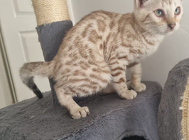 2 beautiful bengals