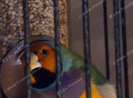 Looking for 6 hens.yellows and blues and pastel.greens