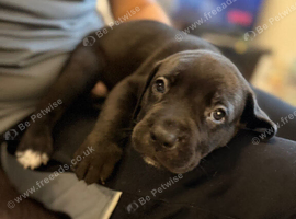Cane corso pups