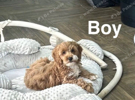 Layla adorable puppies now ready
