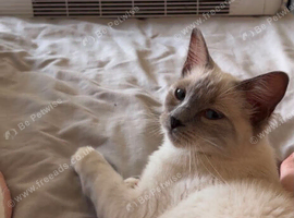 Ragdoll female