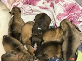 9 Beautifull alaskan malamute puppies