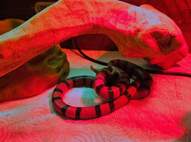 3 year old female Honduran milk snake