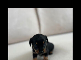 Daschund cross