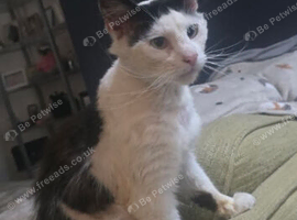 Rescue stray needing forever home.