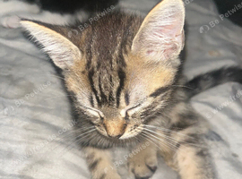 3 beautiful boy kittens