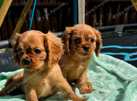 KC Cavalier King Charles Ruby Pups HEALTH TESTED