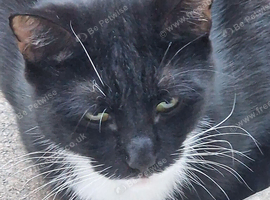 One cat for free