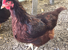 Chicken Hatching Eggs Lucky Dip x6