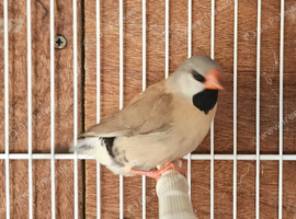 Long tailed Finch