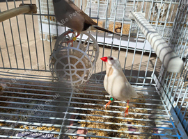 Hecks/grass finch