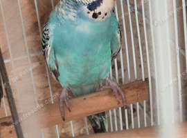 Four budgies looking for a forever home