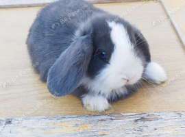 Minilop bunnies-  Updated(28/08/26)