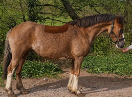 14hh welsh section c mare