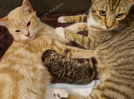 1Gorgeous Bengal x Kitten