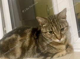 Rehoming my cat