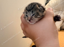 Kittens