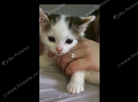 10 week old kittens