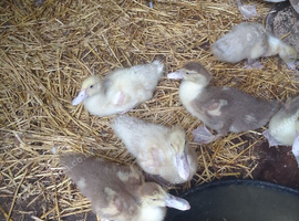 Muscovy ducklings