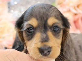 Gorgeous Long-Haired Miniature Dachshund Puppies!