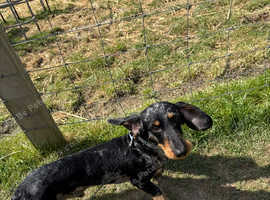 Dapple dachshund male for stud