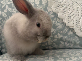 beautiful male bunny for sale